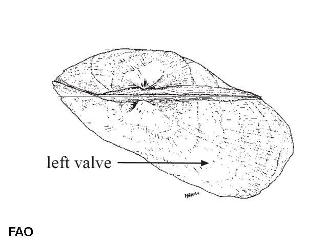 Trsem_u0.gif