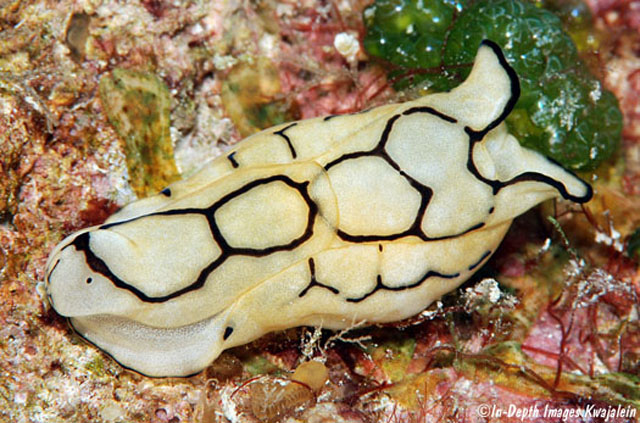 Tupil_u0.jpg
