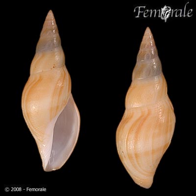 Typhlosyrinx supracostata