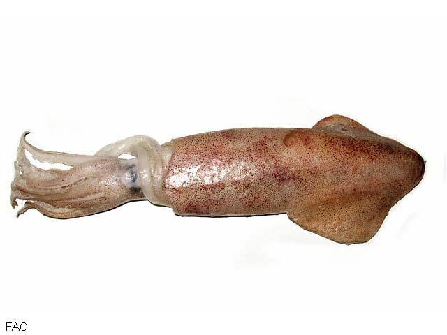 Urchi_u0.jpg