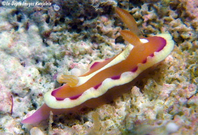 Verconia norba