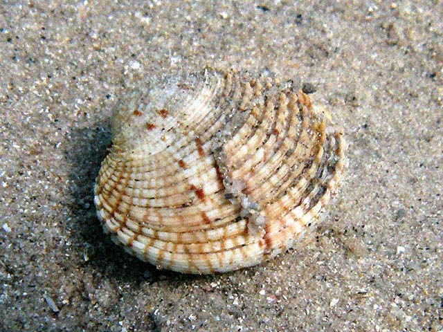 Venus verrucosa