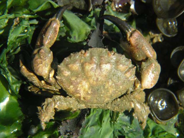 Xantho pilipes