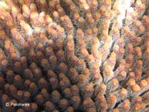 Acmil_u2.jpg