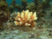 Acmil_u6.jpg