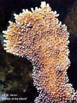 Acpal_u6.jpg