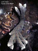 Acpal_u7.jpg
