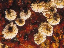 Babal_u0.jpg