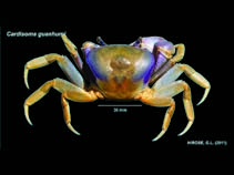 Cagua_u1.jpg
