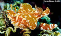 Cegra_u4.jpg