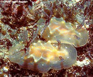 Hamal_u0.jpg