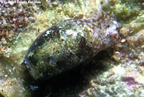 Hamus_u0.jpg