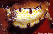 Hyimp_u0.jpg