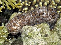 Pegra_u4.jpg