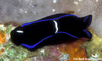 Tugar_u0.jpg