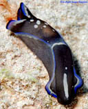 Tugar_u3.jpg