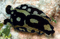 Tupil_u3.jpg