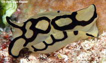 Tupil_u7.jpg