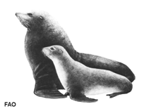Image of Arctocephalus philippii (Juan fernandez fur seal)