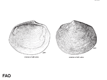 Image of Austriella corrugata (Corrugate lucine)