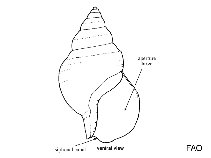 Image of Pyrulofusus harpa (Left-hand whelk)