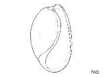 Image of Bulla eburneola 