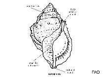 Image of Bursa grayana (Elegant frogsnail)