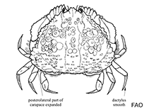 Image of Calappula saussurei (Small arched box crab)