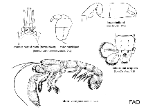 Image of Biffarius fragilis (Fragile ghost shrimp)