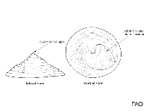 Image of Crepidula depressa 