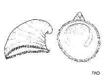 Image of Trichotropis turrita 