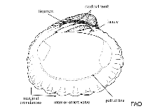 Image of Pteromeris perplana (Flattened carditid)