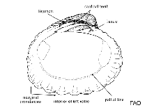 Image of Glans trapezia 