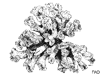 Image of Paracyathus stearnsii (Brown cup coral)