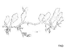 Image of Caulerpa annulata 