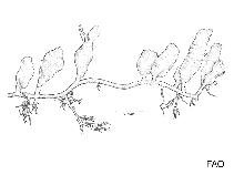 Image of Caulerpa cupressoides (Toothed stolon)