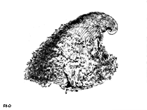Image of Capulus ungaricus (Common cap shell)