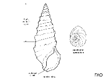 Image of Bittium variegatum 