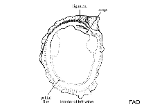 Image of Pseudochama corbieri 