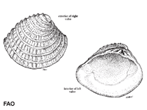 Image of Chione cancellata (Cross-barred venus)