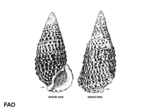 Image of Clypeomorus batillariaeformis (Necklace cerith)