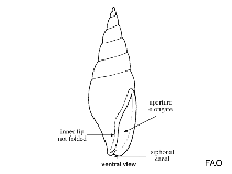 Image of Aesopus chrysalloideus (Cocoon dovesnail)