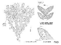 Image of Neogoniolithon strictum 