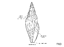 Image of Vexillum semifasciatum (Half-banded mitre)