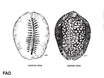 Image of Mauritia depressa (Depressed cowrie)