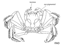 Image of Neodorippe callida (Leaf-porter crab)