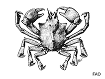 Image of Rochinia hystrix (Quillback spiny crab)