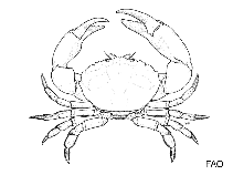 Image of Eriphia pilumnoides 