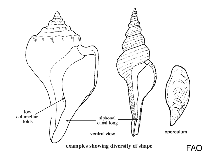 Image of Peristernia ustulata (Singed peristernia)