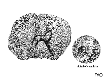 Image of Manicina areolata (Rose coral)